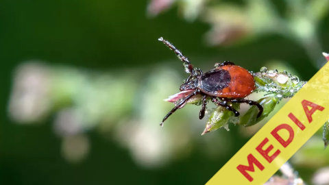 Printemps - Les tiques sont de retour