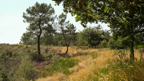 Randonue aux landes de Lassy